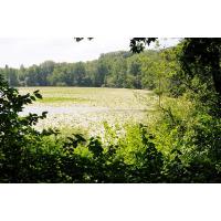 379_6327 Blick auf den Aussenmühlenteich; Bäume am Wasserrand - Seerosenblätter. | 